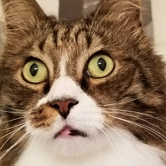 Meet the Posher - Picture 6 of 8